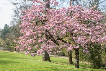 Cerisier fleuri Parc Oriental Maulévrier