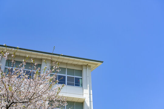 桜と学校の校舎