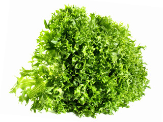 Green Endive Salad - Isolated on white Background - obrazy, fototapety, plakaty