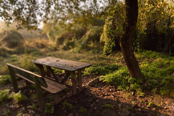 Il tavolo vicino all'albero