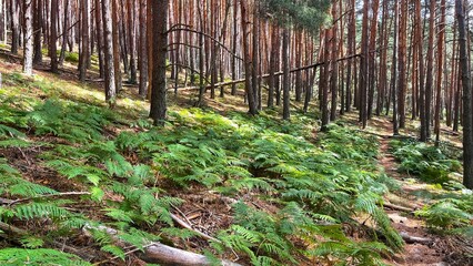 VDLozoya Forest 5