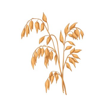 Oat, field cereal plant with gold seeds. Grain crop with golden kernels, vintage botany drawing. Avena Sativa in retro style. Realistic hand-drawn vector illustration isolated on white background