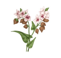 Blooming buckwheat. Field cereal crop with flowers and brown grains, seeds. Vintage botanical drawing of blossomed plant with kernels. Hand-drawn vector illustration isolated on white background