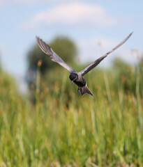 Black tern in the floodplain of Pripyat river