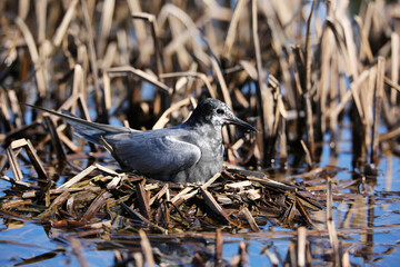 Black tern in the floodplain of Pripyat river