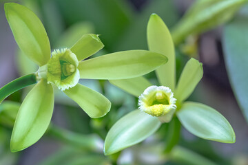 Fleurs de vanille Bourbon 