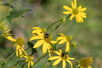 A bee sits on a yellow rudbeckia flower