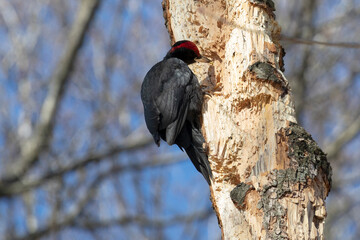 A black woodpecker sits on a tree in the forest on a sunny day and looks for insects