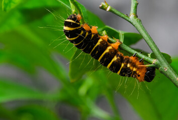 brown-yellow caterpillar on a branch of an orange tree