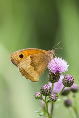 Motyl przestrojnik jurtina na łąkowym kwiatku