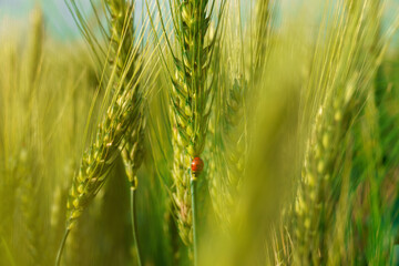 ladybug on young green wheat sprout, agricultural field, bright spring landscape on a sunny day,...