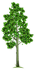 Fototapeta na wymiar Poplar tree illustration with small leaves isolated on white background. Vector illustration