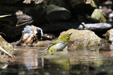 white eye is bathing with varied tit
