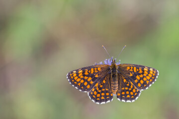 Fototapeta na wymiar Brązowy motyl w pomarańczowe plamki