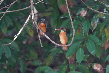 kingfisher on a branch