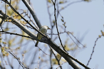 eastern crowned warbler on a branch