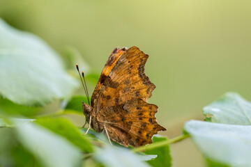 Motyl rusałka ceik na zielonym liściu © Henryk Guziak