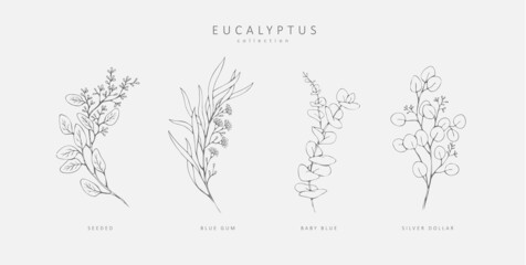 Floral branches of different types of eucalyptus, silver dollar, baby blue, blue gum, seeded. Hand drawn wedding herb with elegant leaves