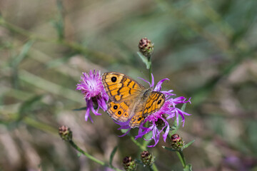 Motyl osadnik megera żerujący na fioletowym kwiatku