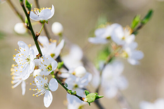 Сherry tree in spring. Cherry blooms on a blurry natural background. Selective focusing. High quality photography