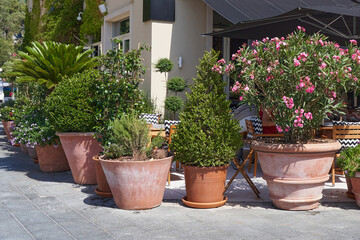 Fototapeta na wymiar The big outdoor potted plants on the street