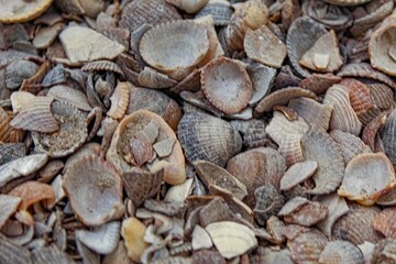 close up of some seashells