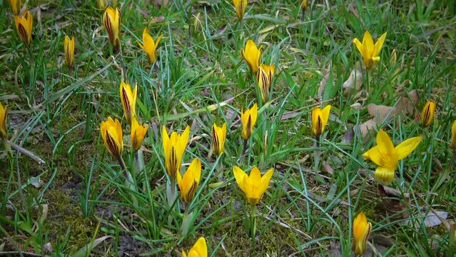 Yellow crocuses bloom in early spring in the garden, Ukraine
