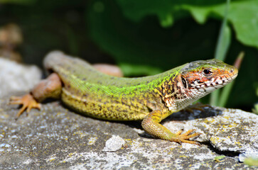Lizard on the rock - Lacerta