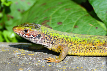 Lizard on a rock close up - Lacerta