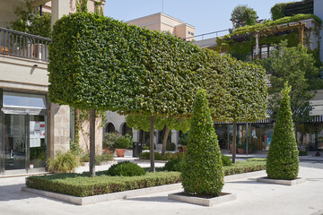 Shaped trimmed tree of rectangular shape in the European city of Tivat, Montenegro