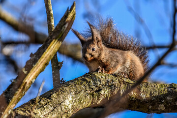 squirrel on a tree