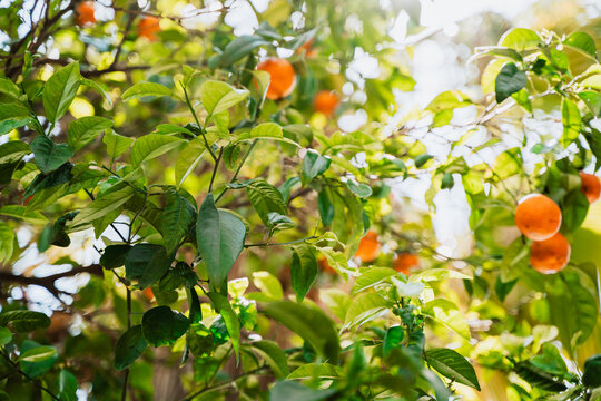 Ripe mandarin oranges hanging on tree branches close-up. Low angle photo of juicy citrus tangerines growing on tree.