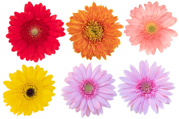 Beautiful Gerbera Daisy as background picture.flower on clipping path.