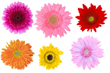 Beautiful Pink and Orage Colors Shades Gerbera Daisy as background picture.flower on clipping path.
