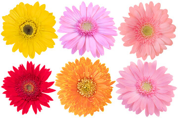 Red,Yellow,Pink and Orange Gerbera Daisy as background picture.flower on clipping path.
