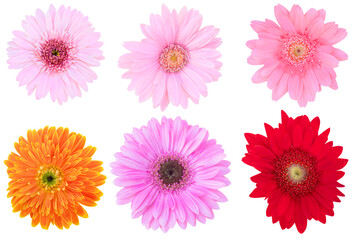 Beautiful Pink and Red Gerbera Daisy as background picture.flower on clipping path.