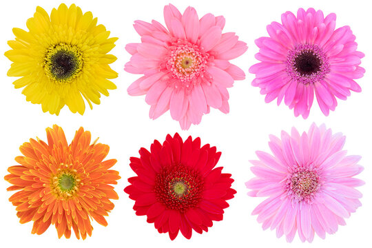 Beautiful Pink,Yellow, Red,Orange  Gerbera Daisy as background picture.flower on clipping path.