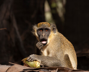 Green monkey having a tasty coconut breakfast in Bijilo forest and monkey park in Serrekunda the Gambia, West Africa
