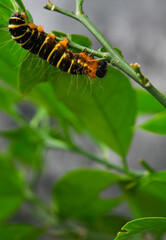 a yellow-brown and hairy caterpillar crawling on the branch of an orange tree