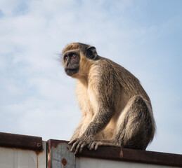 Green monkey at the Senegambia Bijilo outskirts where previously was thick forest, Gambia West Africa