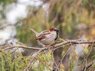 Sparrow sits on a fir branch in the sunset light.