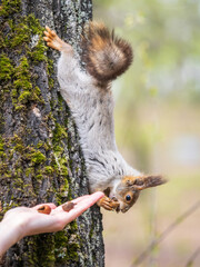 A woman feeding a squirrel in the summer park