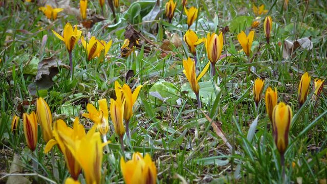 Yellow crocuses bloom in early spring in the garden, Ukraine