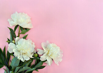 Fototapeta na wymiar White peonies flowers on a pink background with space for text. Top view, flat lay