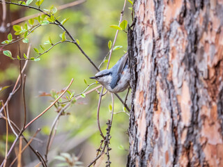 Eurasian nuthatch or wood nuthatch, lat. Sitta europaea, sitting on a tree trunk with a blurred background.