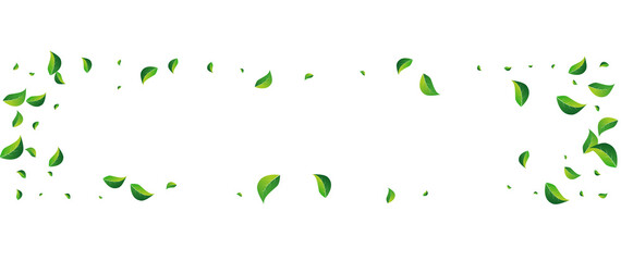 Green Leaf Transparent Vector Panoramic White