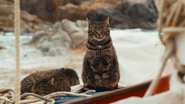 Cute tiger cat sits on a fishing boat against the backdrop of the sea. Proud sailor cat guards the second sleeping cat. Animals are friends. Fishermen cats. Funny domestic animal. Beach cat. Nice day