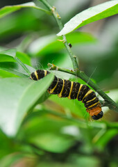 a yellow-brown and hairy caterpillar crawling on the branch of an orange tree
