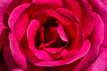 Close up  photo of the Fuchsia Rose center.