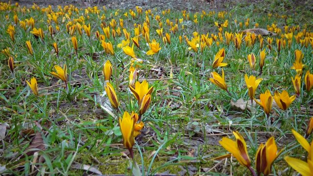 Yellow crocuses bloom in early spring in the garden, Ukraine